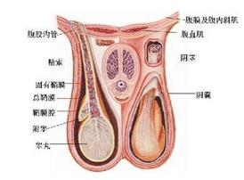 阴茎瘙痒怎么回事？警惕急性附睾炎