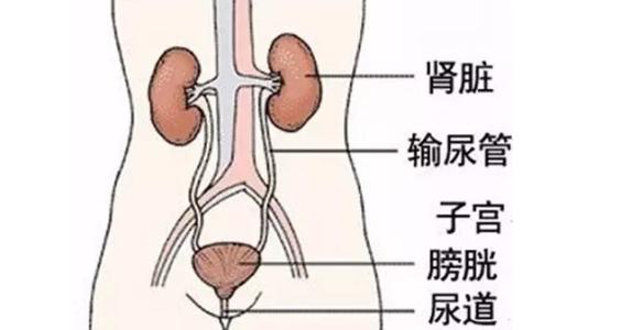 尿路感染包括上感和下感