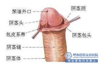 包皮手术后多久可以痊愈