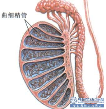 精索静脉曲张对男生有什么影响