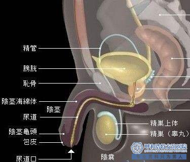 宣城男子包皮发红疼痛是什么原因？